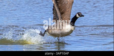 Kanadische Gans / Kanadische Gans (Branta canadensis), die vom See durch Überlaufen des Wassers abheben Stockfoto