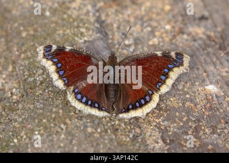 Trauermantel (Nymphalis antiopa) erwärmt sich in der Sonne nach dem Winterschlaf im Frühling, Finnland. Wildnis-Szene der Natur in Europa. Stockfoto