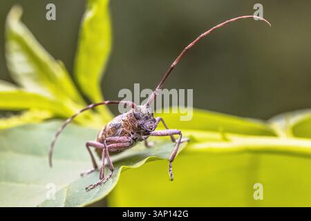 Kiefernsägekäfer (Monochamus galloprovincialis) auf Blatt von vorne gesehen. Kopfaufnahme der Insektenfauna in der Natur Europas. Stockfoto