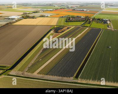 Aus der Vogelperspektive grüne Tulpenfelder und Farmen in Schagen, Niederlande. Stockfoto