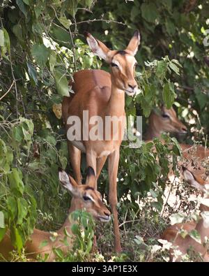 29. März 2011 - Chobe National Park, Botswana, Afrika - Eine Herde Impala (Aepyceros melampus), eine der am häufigsten vorkommenden Antilopen Afrikas, sammelt sich im Schatten eines Baumes in der Nähe des Chobe River. Der Chobe-Nationalpark im Nordwesten Botswanas umfasst 6.565 Quadratmeilen (10.566 Quadratkilometer) und hat eine der größten Konzentrationen an Vögeln und Wildtieren in Afrika. (Bild: © Arnold Drapkin/ZUMAPRESS.com) Stockfoto