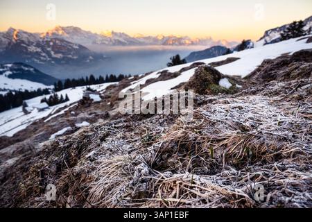 Raureif auf totem Gras und erste Wurzeln zwischen Schnee bleibt auf einer Weide vor dem Panorama der Glarner Alpen bei Sonnenaufgang, Schweiz Stockfoto