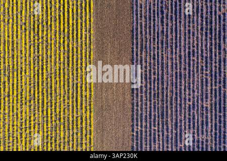 Aus der Vogelperspektive die perfekten Reihen von Lavendel und Helichrysum Field, Blick auf die perfekten Reihen blühender Blumen, Puy de Dome, Frankreich. Stockfoto