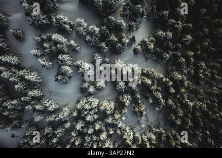 Luftaufnahme eines Kiefernwaldes mit Schnee in Vrachni, Griechenland Stockfoto