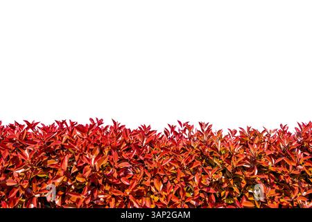 Photinia glabra (rotkehlchen) Hecke mit roten Blattsprossen im Frühjahr isoliert auf weiß mit Schnittpfad inklusive. Geeignet für Rahmenmontage Stockfoto