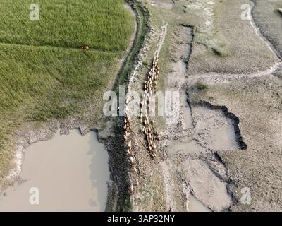 Aus der Vogelperspektive einer ruhigen Hirtenlandschaft mit Schafen, die auf einem Feld neben einem Fluss weiden, Musapur Union, Companiganj, Chattogram, Bangladesch. Stockfoto