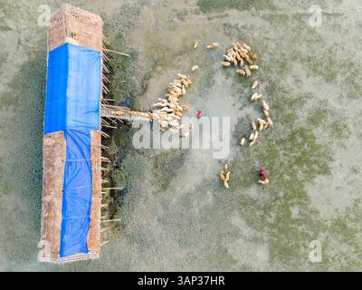 Vogelansicht der Schafzucht in einer grünen Weidelandschaft mit Scheunen und Hirten, Feni, Chittagong, Bangladesch. Stockfoto