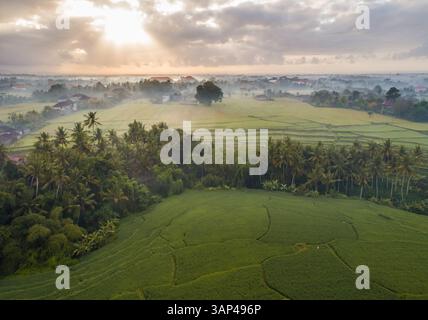 Panoramablick auf Reisfelder in Ubud, Bali. Stockfoto