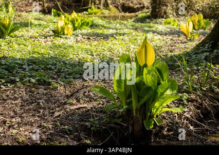 Stinkkohl wächst vom Waldboden Stockfoto