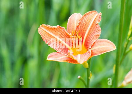 Eine orange Taglilie (Hemerocallis fulva) Stockfoto