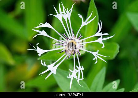 Eine Hummel auf der Blüte einer weißen, mehrjährigen Kornblume (Centaurea montana „Alba“) Stockfoto