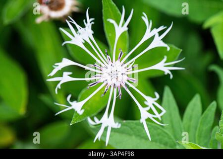 Die Blüte einer weißen mehrjährigen Kornblume (Centaurea montana „Alba“) Stockfoto