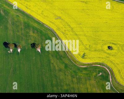 Luftaufnahme des Canola Crop Fields in Kuender, Western Australia, Australien. Stockfoto