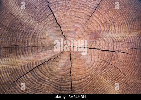 Die Textur eines geschnittenen Baumes mit Jahresringen. Stockfoto