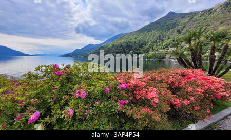 Der idyllische Blick auf den malerischen Lago Maggiore in Italien oder der Schweiz, umgeben von den Alpen. Im Vordergrund - Rhododendron und Azalea mit Stockfoto