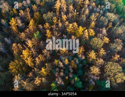 Aus der Vogelperspektive herbstliche Farben im Mischwald Dennendijkse Bossen mit goldenen Blättern und ruhigem Laub, Asten, Niederlande. Stockfoto