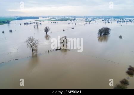 Luftaufnahme von überfluteten Auen mit Bäumen während Hochwassers im Fluss IJssel, Wilp, Gelderland, Niederlande. Stockfoto