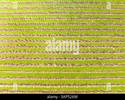 Abstrakte Luftaufnahme von blühenden Obstplantagen, Betuwe, Gelderland, Niederlande. Stockfoto