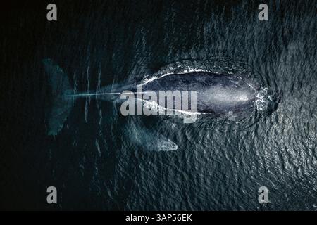 Luftaufnahme der Mutter und des Kalbes des Buckelwals im Pazifik, Baja California Sur, Mexiko. Stockfoto