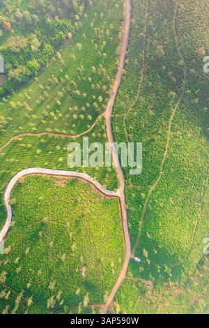 Aus der Vogelperspektive Kerala Tea Plantation Green, Waynad, Kerala, Indien. Stockfoto