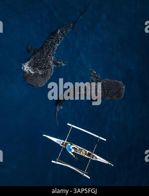 Aus der Vogelperspektive einer Person, die mit einem Katamaranboot ein paar Haie auf den Philippinen füttert. Stockfoto