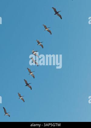Staffel von Brown Pelicans, die in Südkalifornien im blauen Himmel fliegen Stockfoto