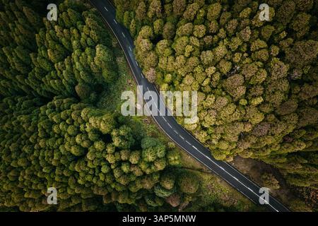 Die Luftstraße schlängelt sich durch den Wald der Azoren, Insel São Miguel, Portugal. Stockfoto