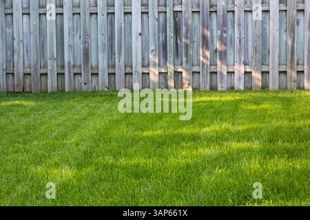 POA pratensis - Kentucky Bluegrass Rasen und Holzdielen Zaun im Hinterhof im Spätsommer. Stockfoto
