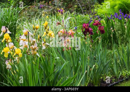 Gelbe Iris x germanica - Bärtige Iris, Blauwe Lis Bordeaux, Iris versicolor - Blaue Flagge in der Grenze im Vorgarten im Frühjahr. Stockfoto