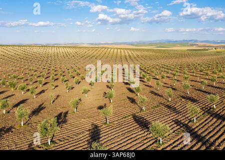 Blick aus der Vogelperspektive auf Olivenbäumen in Reihen auf einem wunderschönen grünen Feld, Cordoba, Provincia de Cordoba, Spanien. Stockfoto