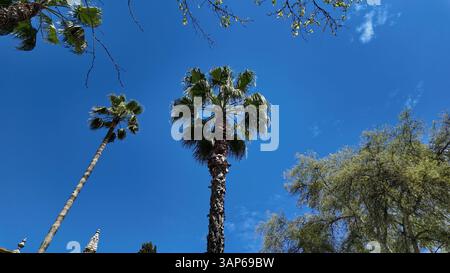 Palmen und andere Vegetation, die in Richtung eines klaren blauen Himmels mit einigen Wolken in Sevilla, Spanien, wachsen Stockfoto