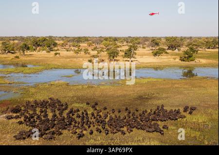 Aus der Vogelperspektive von Cape Buffalo (Syncerus Caffer Caffer Caffer), durch ein Sumpfgebiet, aus der Vogelperspektive, Okavango Delta, Moremi Game Reserve, Botswana. Stockfoto