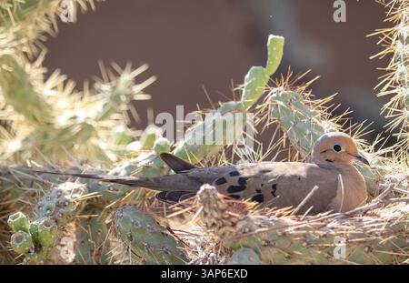 Nisting Mourning Dove oder Zenaida macroura in einem cholla im Veterans Oasis Park in Arizona. Stockfoto