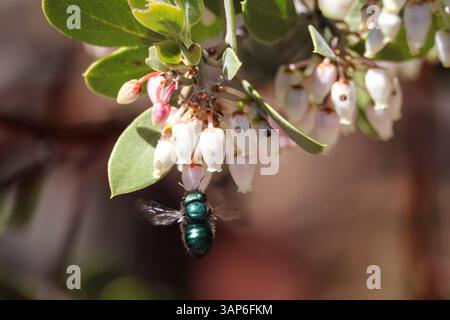 Maurerbienen oder Gattung Osmia schweben in der Nähe einiger Manzanita-Blüten auf dem Payson College Trail in Arizona. Stockfoto