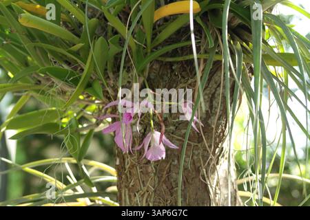 Orchideenzucht auf einem Baumstamm in Florida, USA Stockfoto