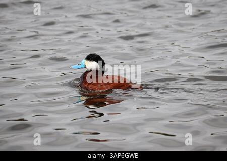 Männliche Ruddy Duck oder Oxyura jamaicensis schwimmen am Green Valley Lake in Payson, Arizona. Stockfoto