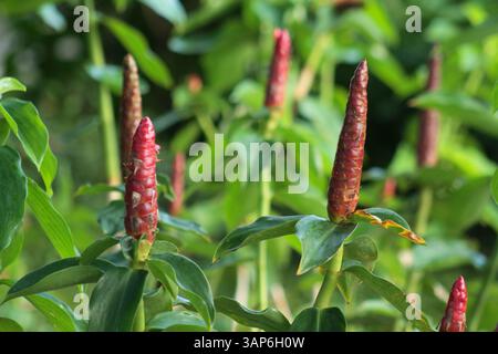 Costus spicatus oder Costus woodsonii Pflanze in Florida, USA Stockfoto
