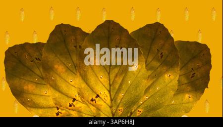 Bild von orangefarbenen Herbstblättern über orangefarbenem Hintergrund Stockfoto