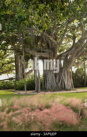 Palm Beach, Florida, USA. Beeindruckender Banyan-Baum im Lakeside Park. Stockfoto