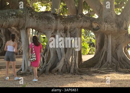 Palm Beach, Florida, USA. Besucher studieren einen beeindruckenden Banyan-Baum im Lakeside Park. Stockfoto