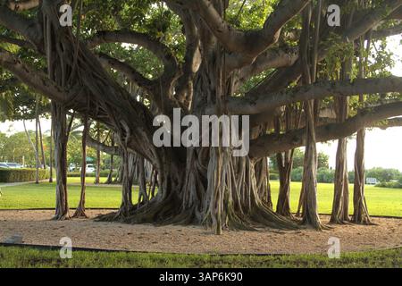 Palm Beach, Florida, USA. Beeindruckender Banyan-Baum im Lakeside Park. Stockfoto