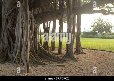 Palm Beach, Florida, USA. Wurzeln eines großen Banyanbaums im Lakeside Park. Stockfoto
