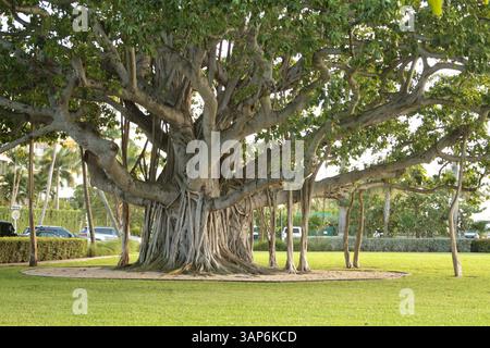 Palm Beach, Florida, USA. Beeindruckender Banyan-Baum im Lakeside Park. Stockfoto