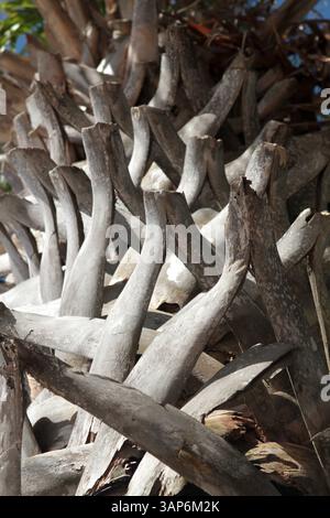 Florida, USA. Nahaufnahme des Palmenstamms, mit Überresten der alten Blätter daran. Stockfoto