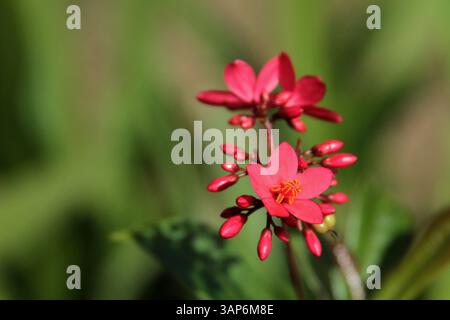 Florida, USA. Nahaufnahme einer blühenden Jatropha integerrima Pflanze. Stockfoto