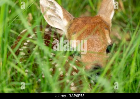 Das kleine Fawn versteckt sich im Grasfeld, während Mutter weidet Stockfoto