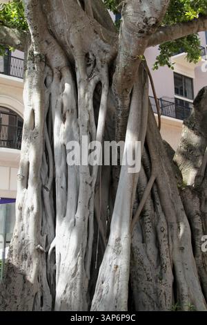 Großer Banyanbaum im Zentrum von West Palm Beach, Florida, USA. Stockfoto