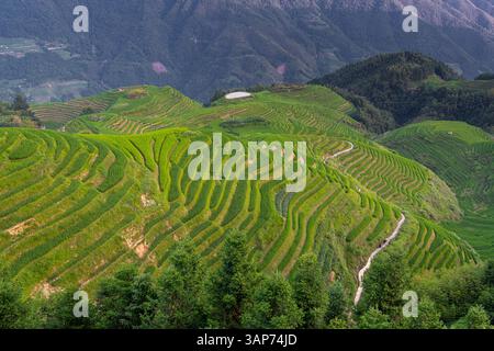 Nahaufnahme der Longji-Reisterrassen auf dem Yaoshan-Berg in Guangxi, China. Stockfoto