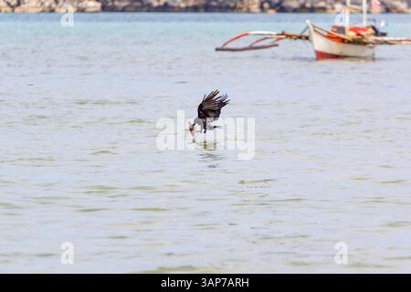 Eine Krähe fliegt über dem Meer und hält einen Fisch im Schnabel auf der Isla Gigantes, Iloilo, Philippinen Stockfoto