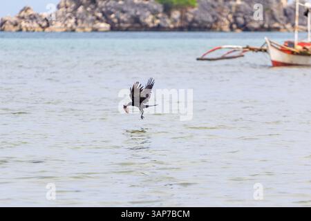 Eine Krähe fliegt über dem Meer und hält einen Fisch im Schnabel auf der Isla Gigantes, Iloilo, Philippinen Stockfoto